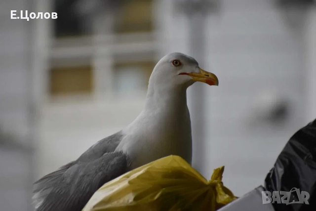 Професионален фотограф – портрети, тържества, Враца и региона, снимка 2 - Фотографи - 52244691