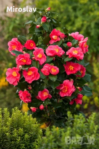 Камелия (Червена)