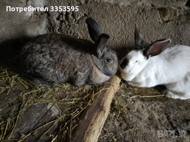 заици за разплод , снимка 6 - Кокошки и пуйки - 52855620