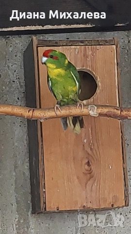 Какарики , снимка 2 - Папагали - 53227667