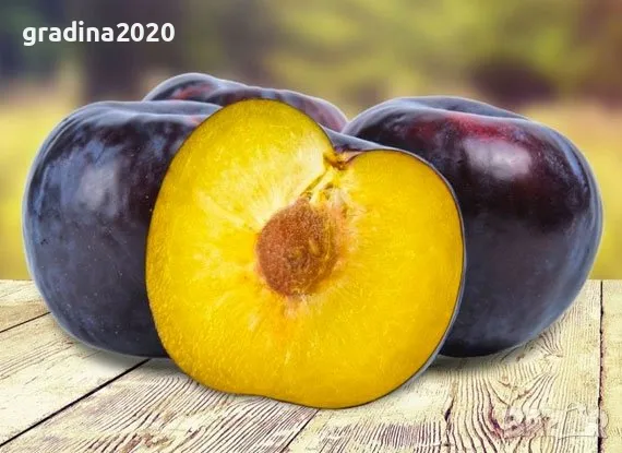 Слива - Анджелино Най едрия сорт сливи, снимка 4 - Стайни растения - 48059289