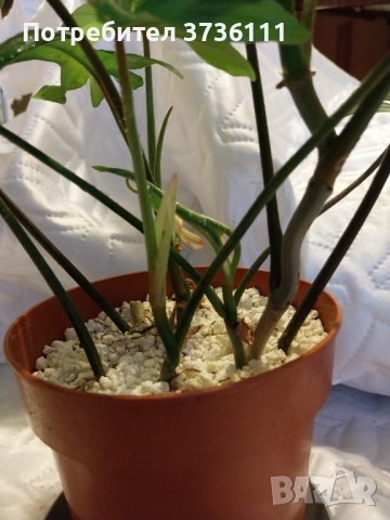 Philodendron Pedatum, снимка 3 - Стайни растения - 52237476