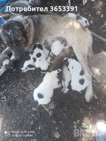 средноазиатски овчарки, снимка 1