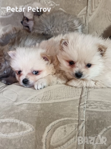 Шпиц мини , снимка 6 - Шпиц - 52812758