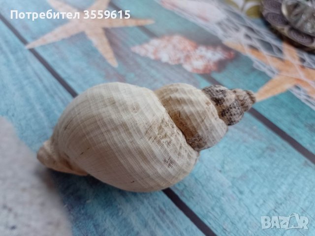 морска раковина от остров Мадейра, снимка 1