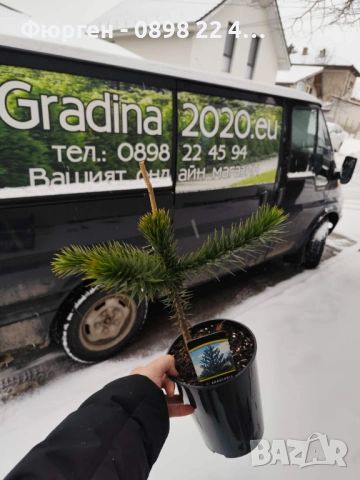 Араукария, Чилийски бор -Araucaria araucana Студоустойчив, снимка 5 - Разсади - 53580764