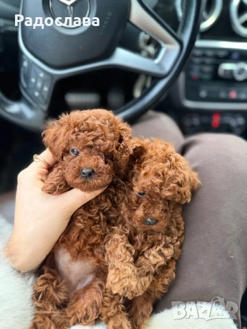 Той пудел ред браун 