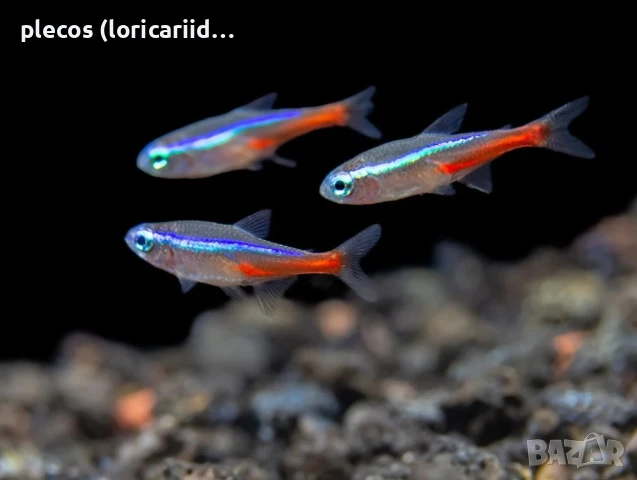 Син неон, снимка 2 - Рибки - 51230440