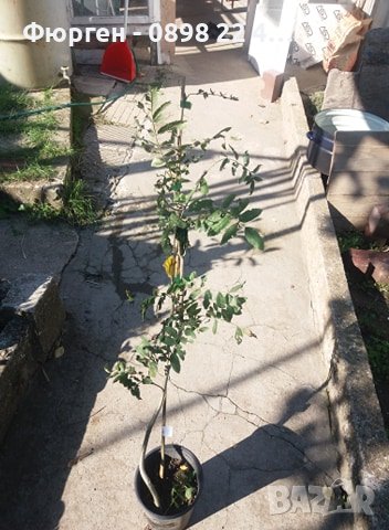 Офика - Sorbus aucuparia, снимка 6 - Разсади - 38210169