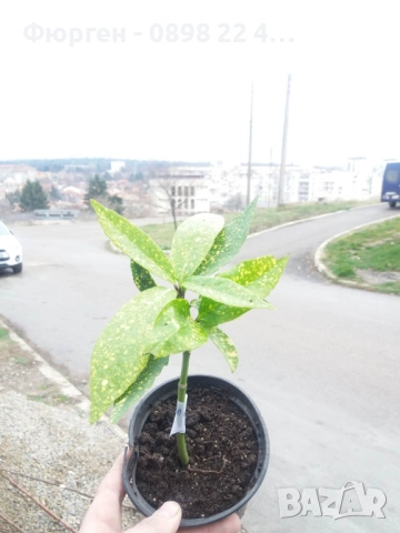 Аукуба -Aucuba, снимка 5 - Разсади - 52383880