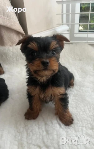 йоркширски териер мини , снимка 2 - Йоркширски териер - 51037088