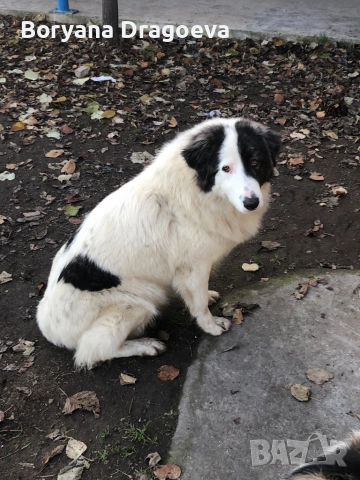 Каракачанка, снимка 7 - Каракачанска овчарка - 48970876