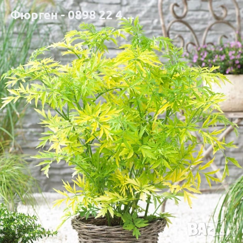 ЧЕРЕН БЪЗ GOLDEN TOWER - ЗЛАТНА КУЛА