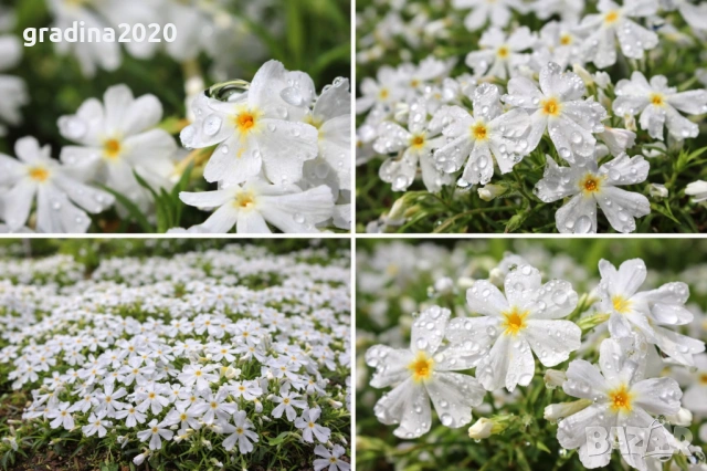 Флокс субулата (Phlox subulata) – пълзящ флокс, снимка 2 - Градински цветя и растения - 27198088