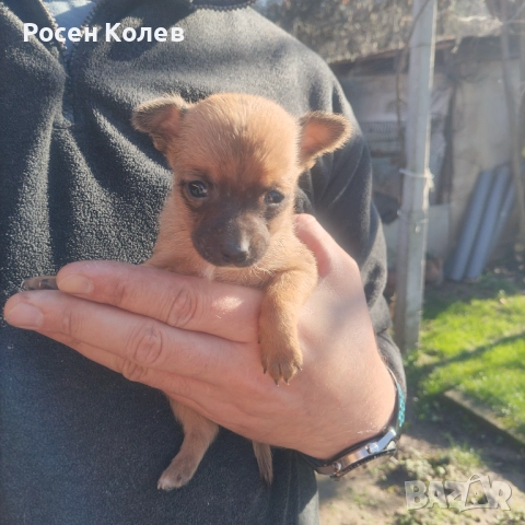 Малки Пинчерчета , снимка 2 - Пинчер - 52789126