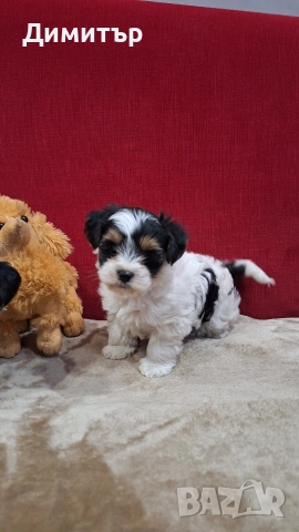 Бийвър йоркширски териер, снимка 6 - Йоркширски териер - 53458898