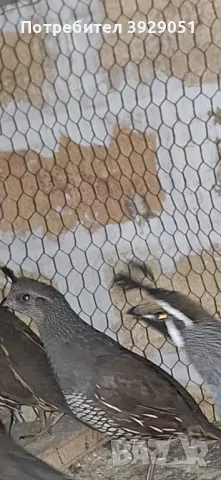 продавам пътпъдъци, снимка 1