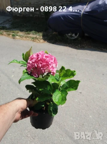 Хортензия Принцеса Даяна - Hydrangea princess Diana, снимка 6 - Разсади - 50962127