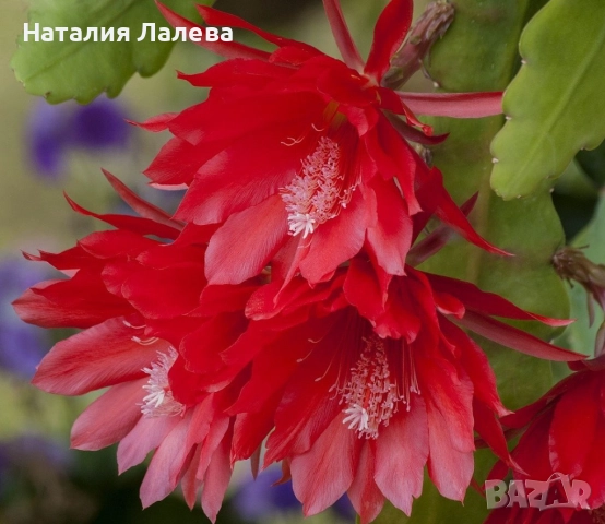 Епифилумът , Epiphyllum
