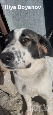 куче алабай, снимка 6 - Алабай - 52422874