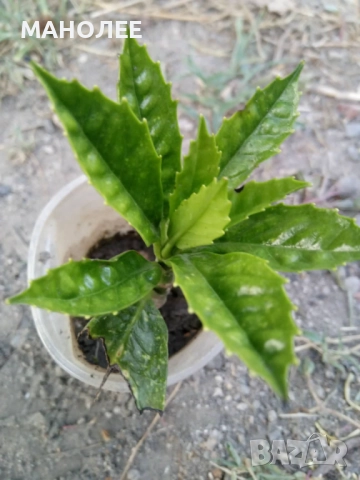 Японска аукуба, снимка 2 - Градински цветя и растения - 52106176