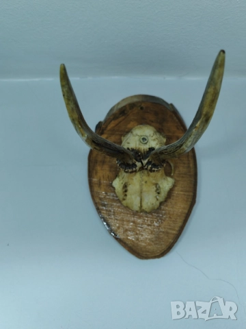 Ловен трофей срандак. , снимка 2 - Оборудване и аксесоари за оръжия - 51999930