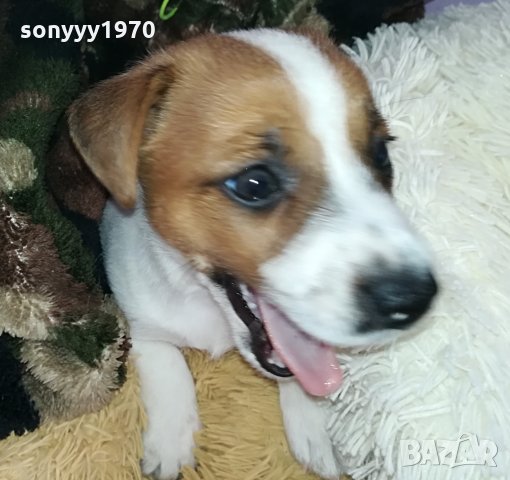 ПРОДАВАМ КУчЕ джак ръсел териер 3005211727