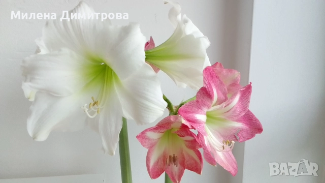 Амарилиси различни цветове 