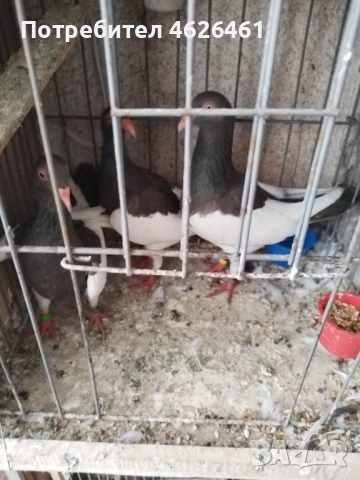 Датски летачи, снимка 15 - Гълъби - 52098870