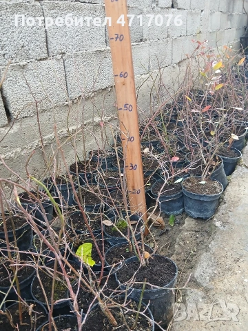 американска боровинка сорт Ню Хановер в контейнер 