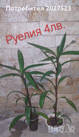 Руелия , снимка 1