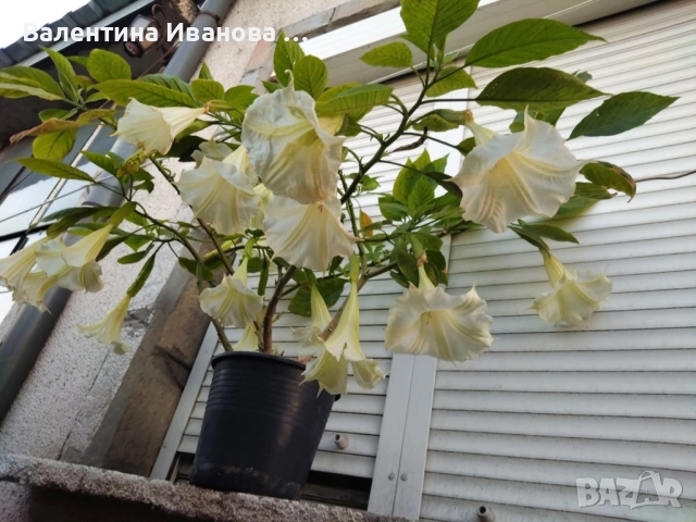 комплект 3 бр ангелски тромпет , снимка 5 - Стайни растения - 52420549