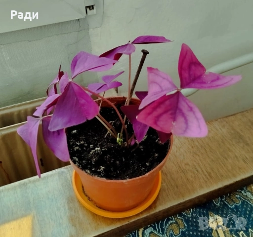 Цвете индрише алое вера лилава детелина коледниче дървото на живота, снимка 11 - Стайни растения - 37613358