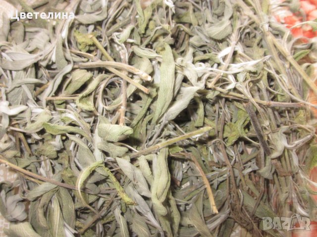 Градински чай/Salvia officinalis/, снимка 1 - Домашни продукти - 27181949