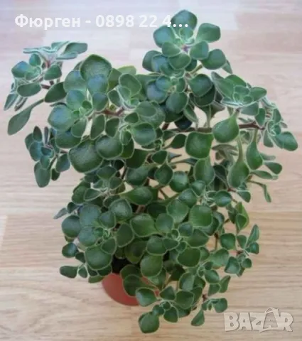 Разсад Дървото на парите, снимка 2 - Разсади - 49239007