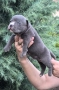Американско Були Покет/ American Bully Pocket, снимка 6