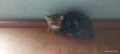 Персийчета с къс косъм , снимка 1