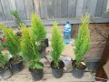 Мини туя Ауреа Нана Thuja Aurea Nana , снимка 6