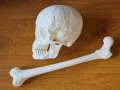 Анатомични 3D модели с реални размери - череп и бедрена кост, снимка 1