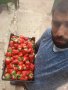 продавам расад ягоди и малини, снимка 12