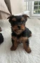 йоркширски териер мини , снимка 2
