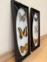 Картини с препарирани пеперуди, снимка 4