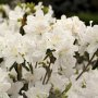 Azalea Snow (Азалия Сняг), снимка 1 - Градински цветя и растения - 43570300