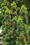 Taxus baccata, Тис, снимка 1 - Градински цветя и растения - 39717361
