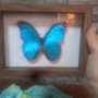 Изключително рядък вид пеперуда, снимка 1 - Колекции - 43571722