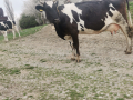 Крава за доене, снимка 1 - Крави - 44852901