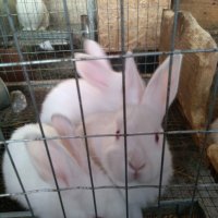 Зайци и заешко месо, снимка 6 - Други животни - 26212785