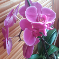 Орхидея, снимка 5 - Стайни растения - 44878513