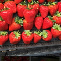 продавам расад ягоди и малини, снимка 4 - Разсади - 32538585