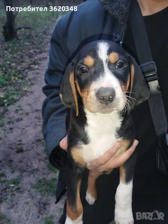 Ловни кучета , снимка 1